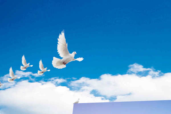 image (45).png